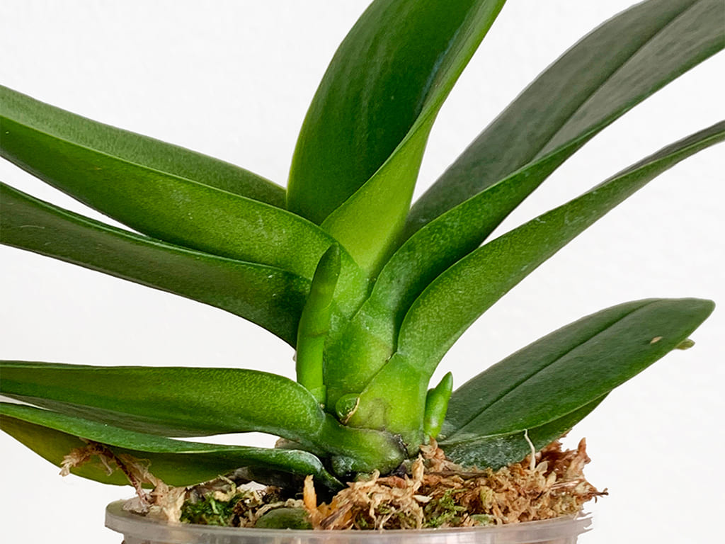 Orquídea Phalaenopsis Pot 2″ (6cm) con espiga floral
