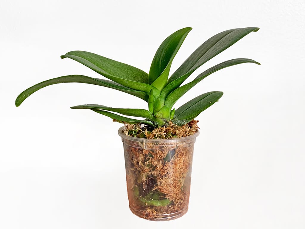 Orquídea Phalaenopsis Pot 2″ (6cm) con espiga floral