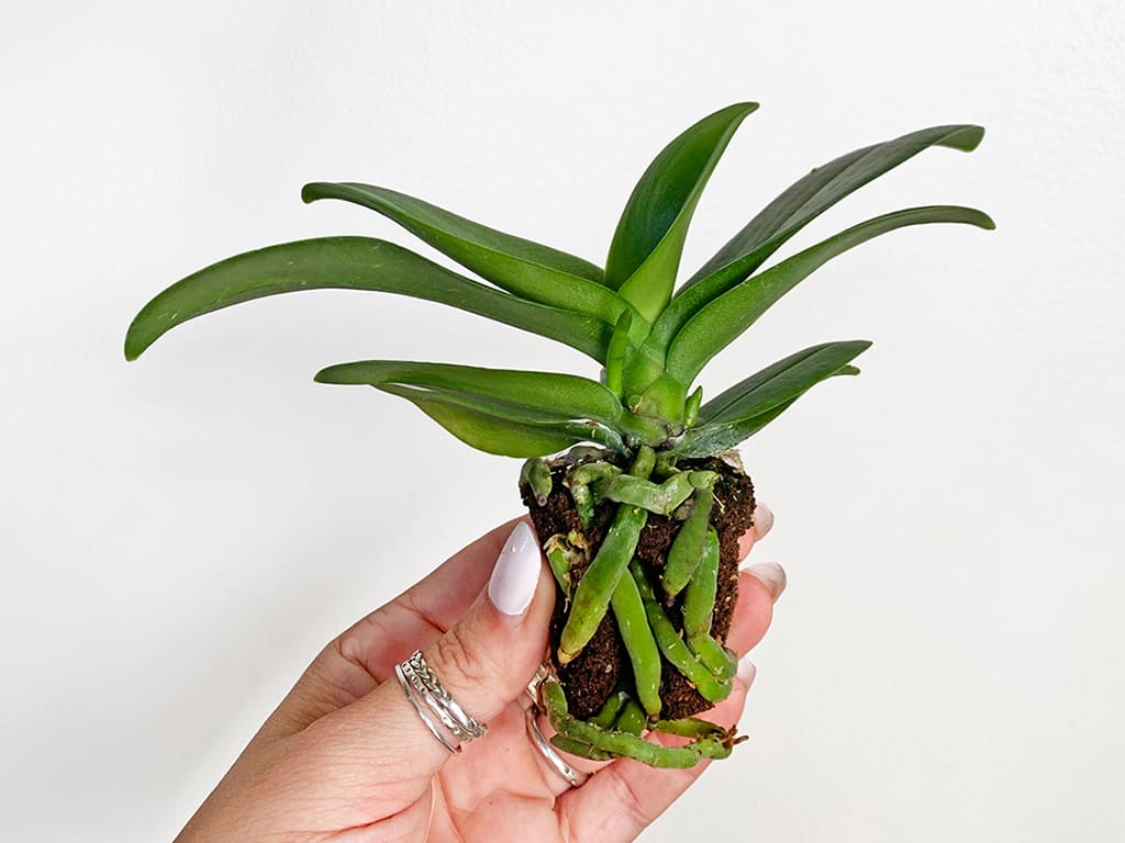 Orquídea Phalaenopsis Pot 2″ (6cm) con espiga floral