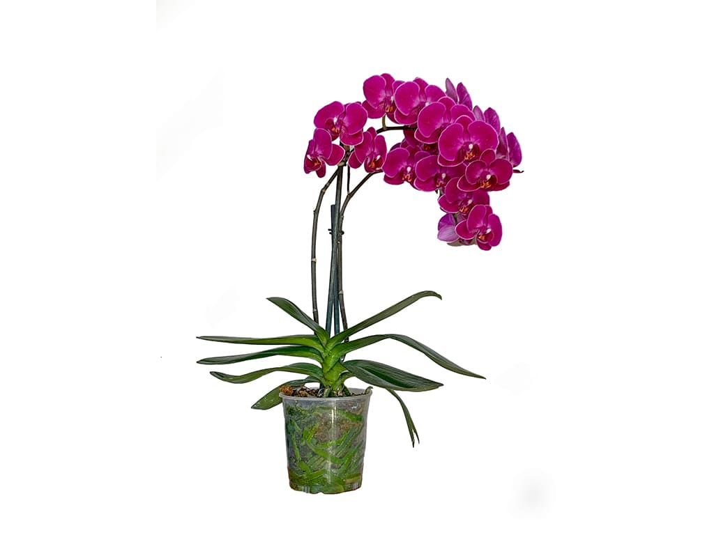 Orquídea Phalaenopsis Pot 2″ (6cm) con espiga floral
