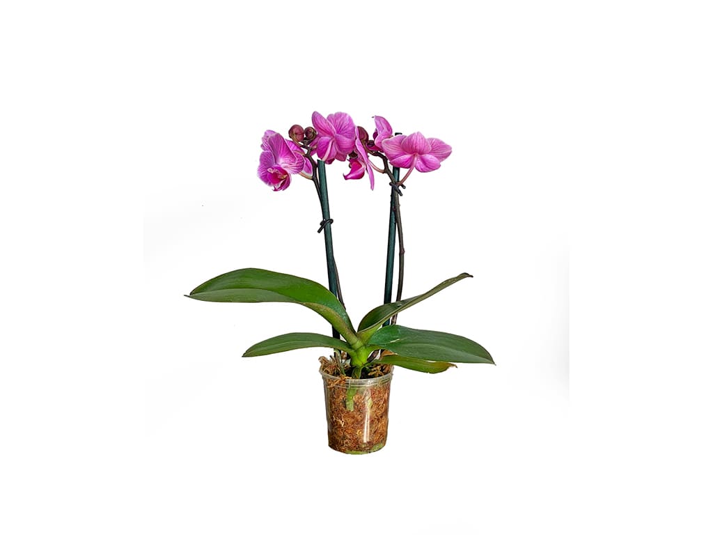 Orquídea Phalaenopsis Pot 2″ (6cm) con espiga floral