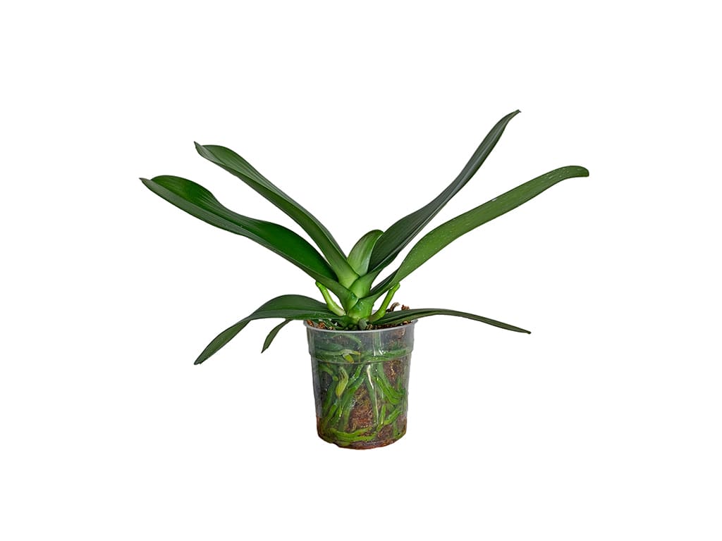 Orquídea Phalaenopsis Pot 2″ (6cm) con espiga floral