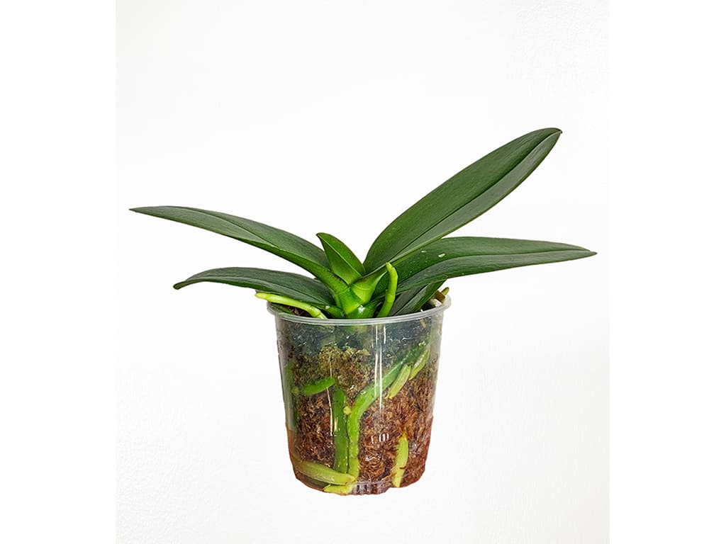 Orquídea Phalaenopsis Pot 2″ (6cm) con espiga floral