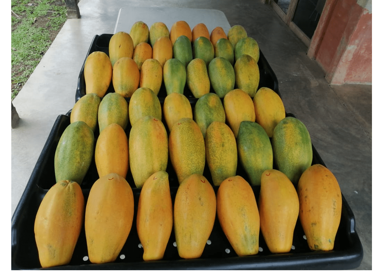 PAPAYA HIBRIDA POCOCI