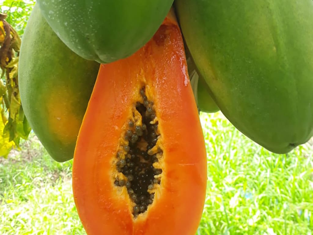 PAPAYA HIBRIDA POCOCI