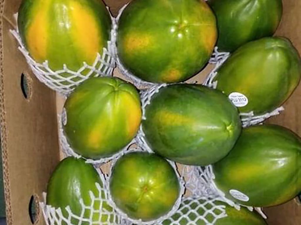 PAPAYA HIBRIDA POCOCI