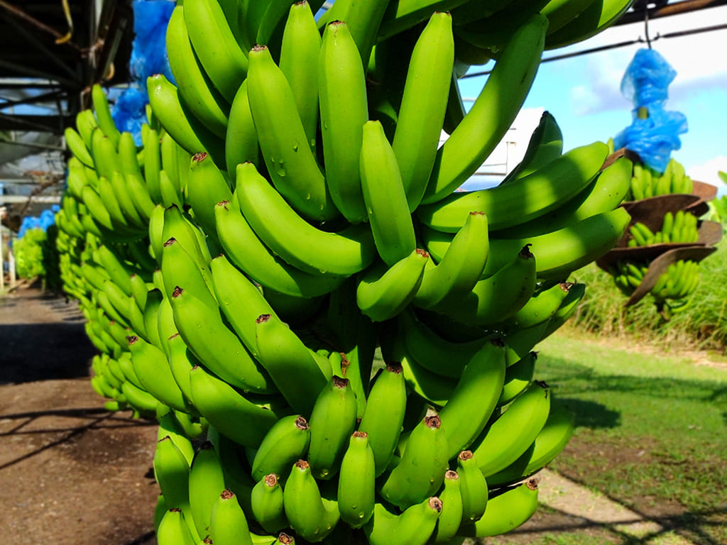 Banano