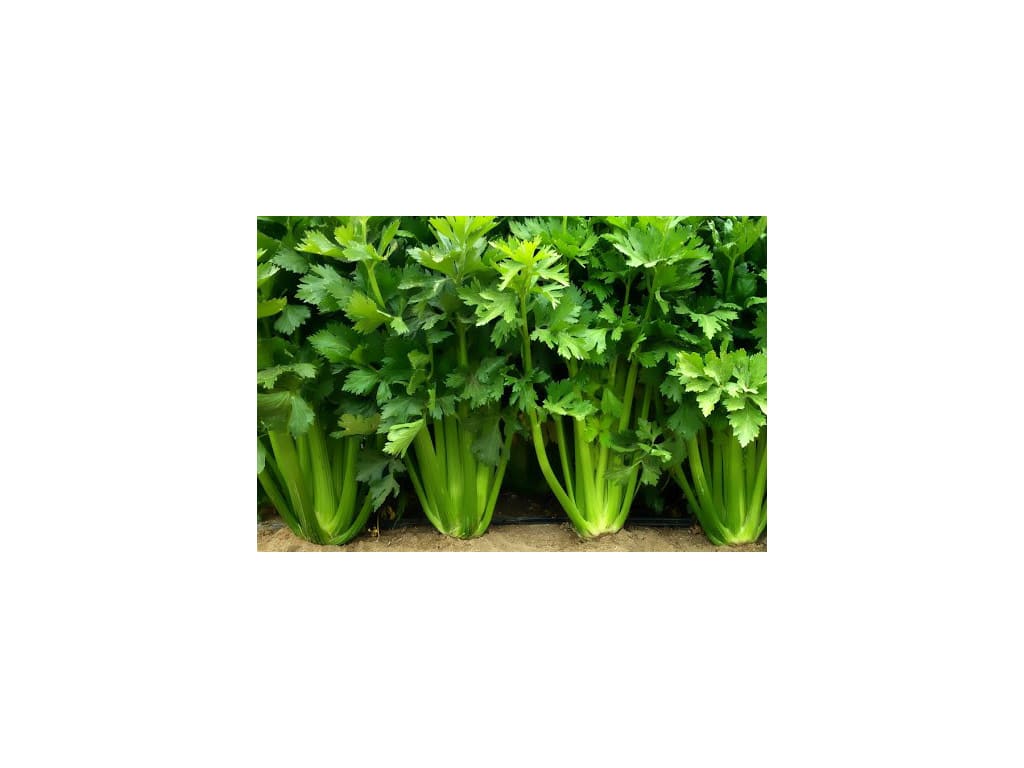 Tomate Fresco