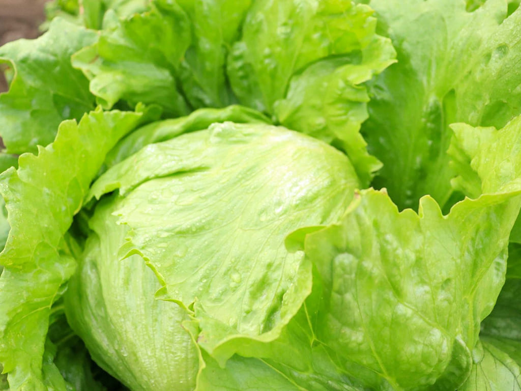 Lechuga Iceberg