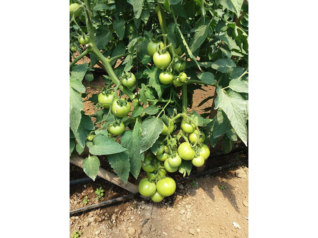 Tomate Fresco