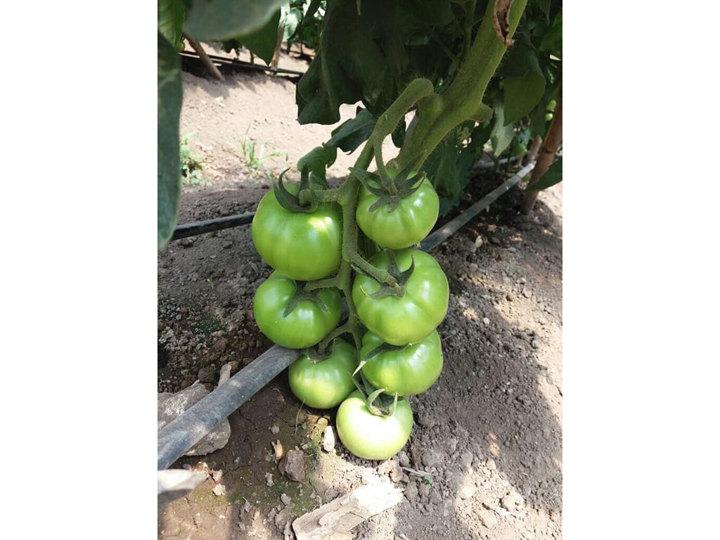 Tomate Fresco