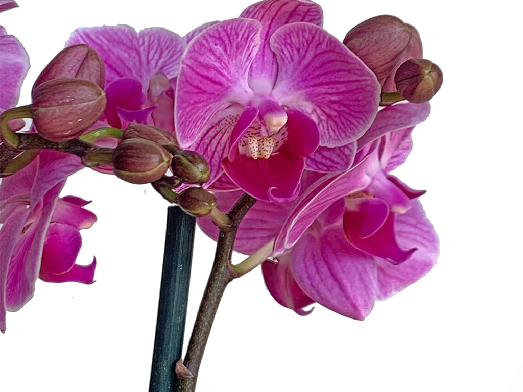 Orquídea Phalaenopsis Pot 2″ (6cm) con espiga floral