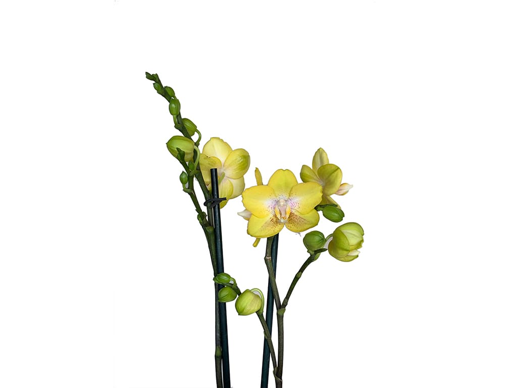 Orquídea Phalaenopsis Pot 2″ (6cm) con espiga floral