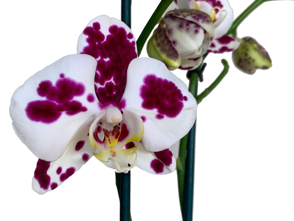 Orquídea Phalaenopsis Pot 2″ (6cm) con espiga floral