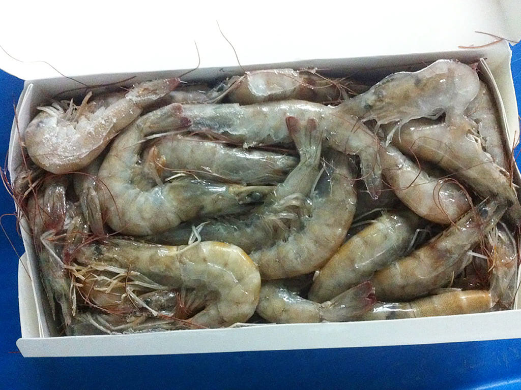 Camarón Blanco de cultivo ( Litopenaeus Vannamei )