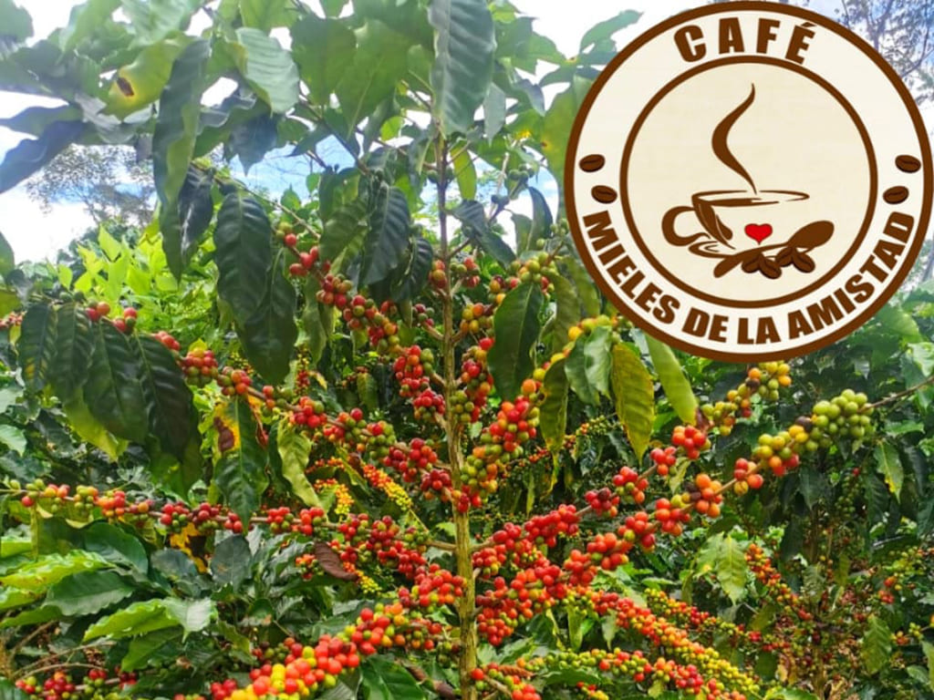 Café Verde