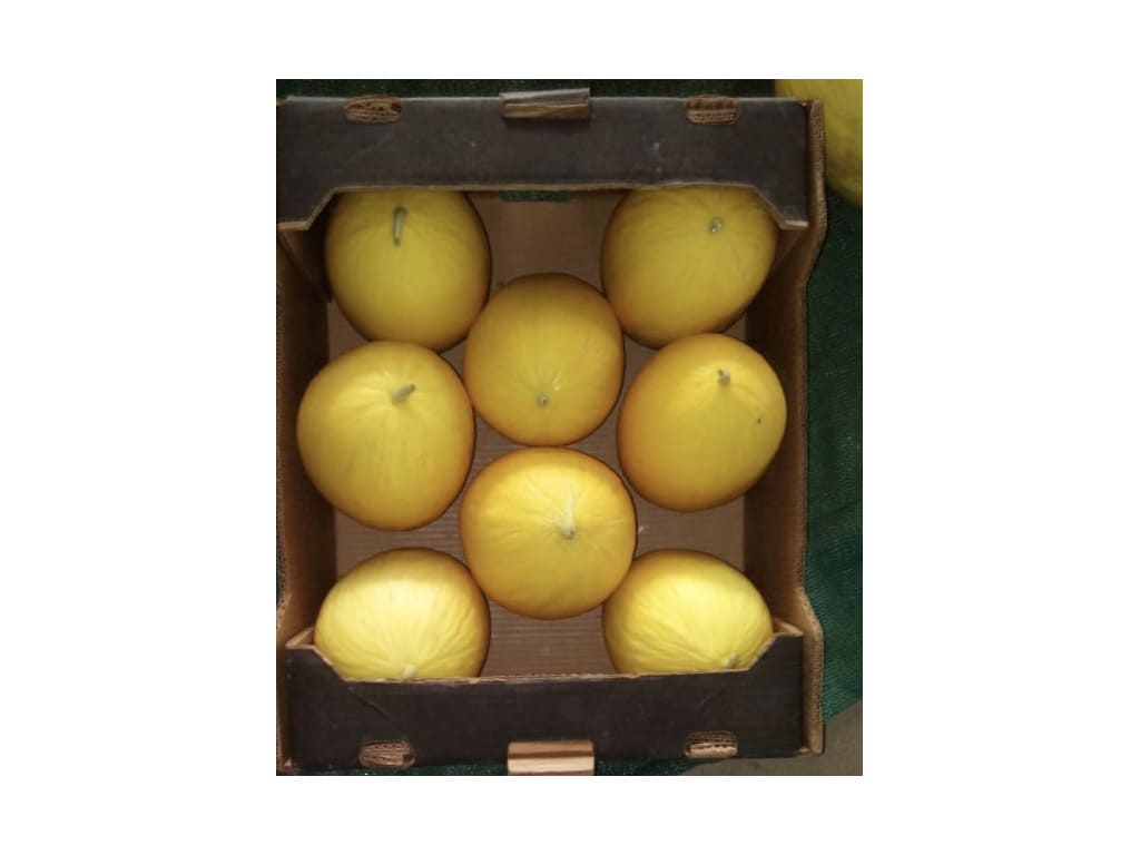 Melón amarillo (dorado)