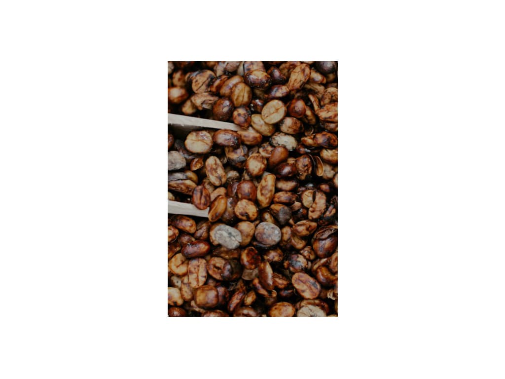Café verde Tarrazú en diferentes procesos