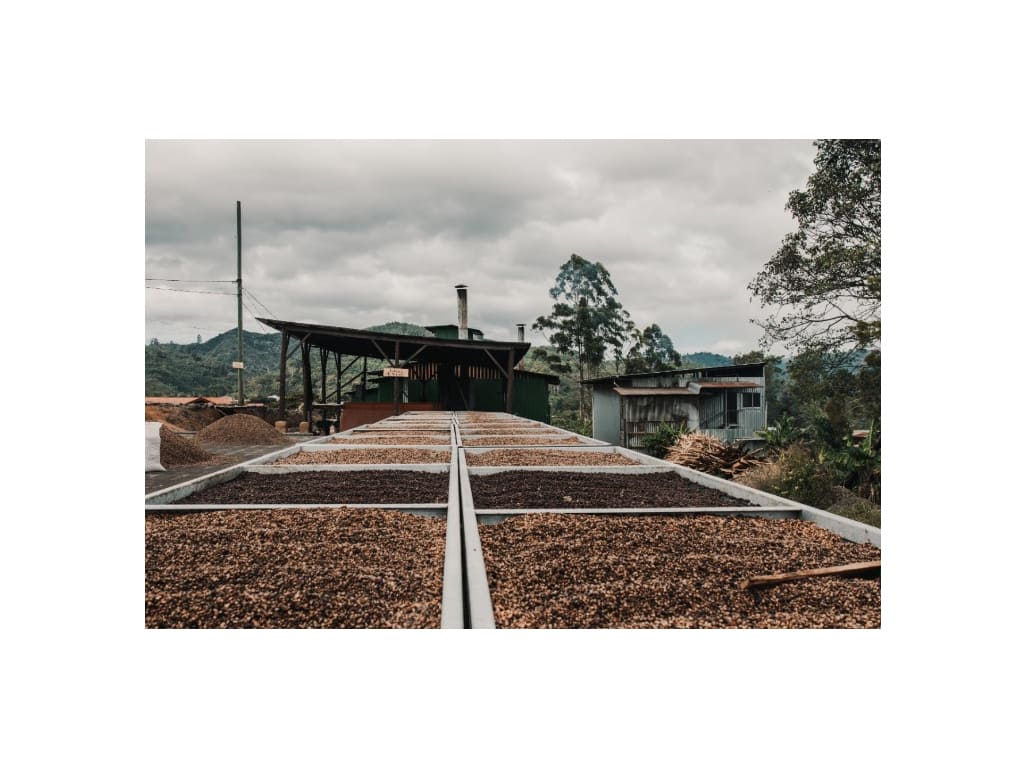 Café verde Tarrazú en diferentes procesos