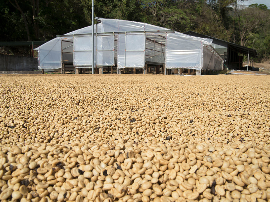 Café Verde, Proceso Lavado, Miel y Natural
