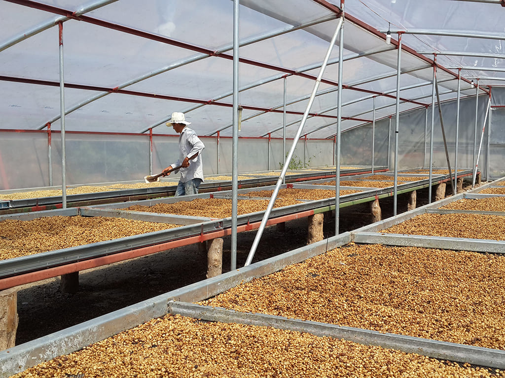 Café Verde, Proceso Lavado, Miel y Natural