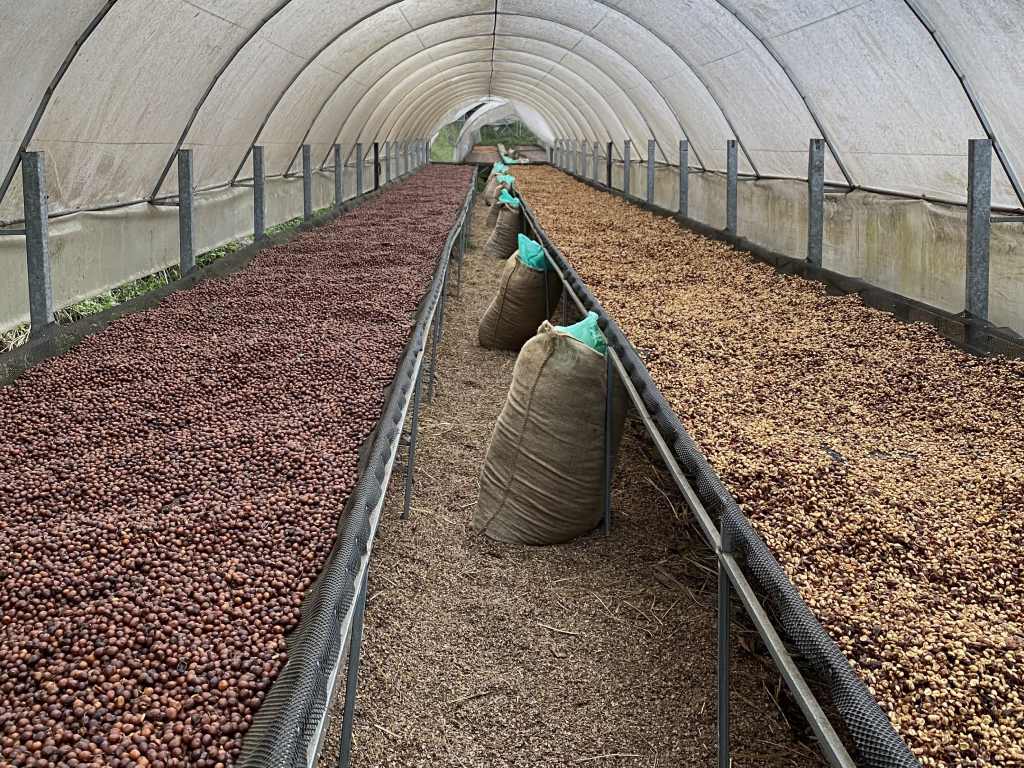 Café verde de especialidad, en procesos full honey, natural y fermentación controlada