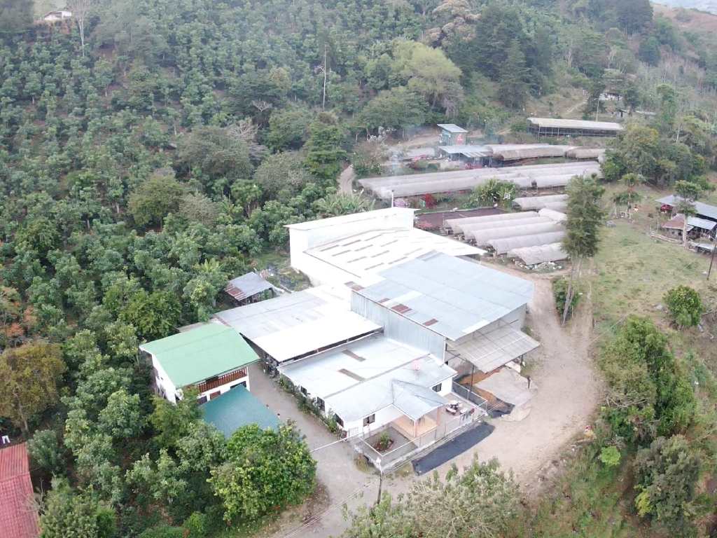 Café verde de especialidad, en procesos full honey, natural y fermentación controlada