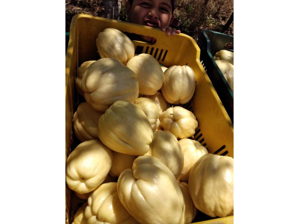 Chayote