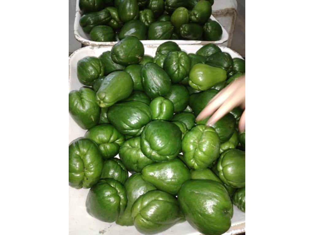 Chayote