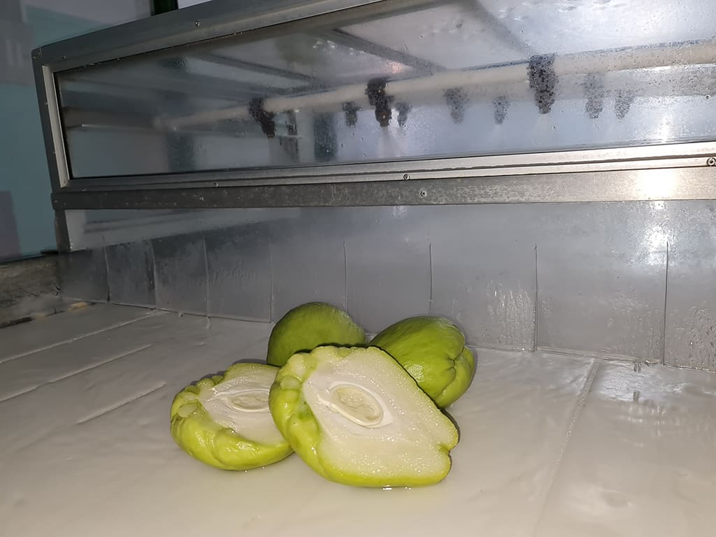 Chayote