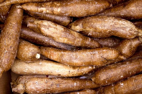Yuca