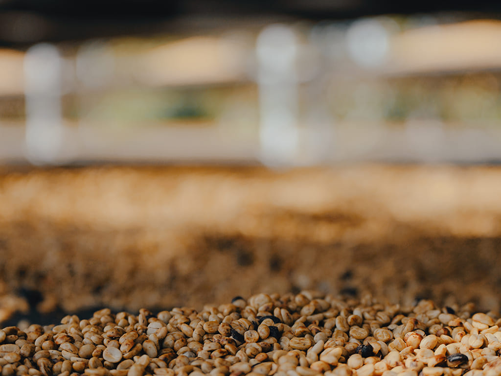 Café Verde, para la exportación
