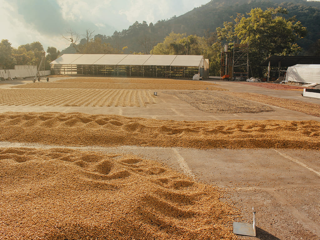 Café Verde, para la exportación