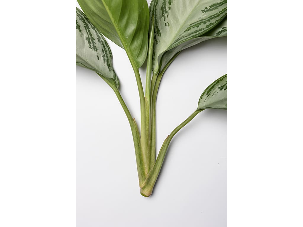Aglaonema Commutatum Silver Bay