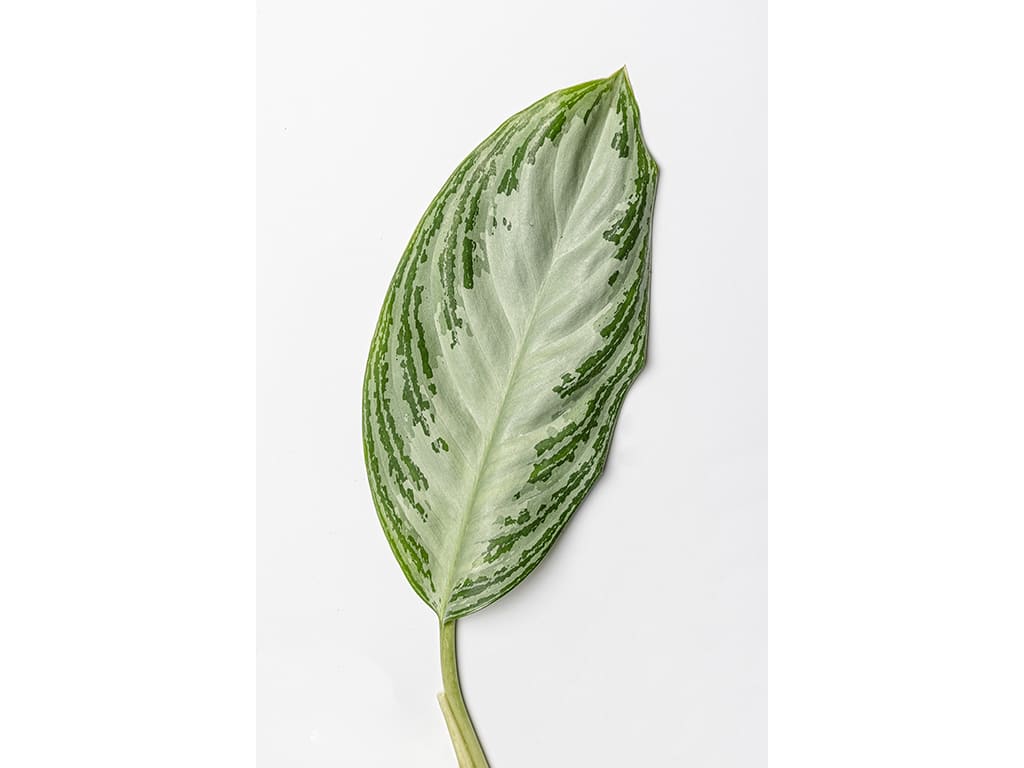 Aglaonema Commutatum Silver Bay