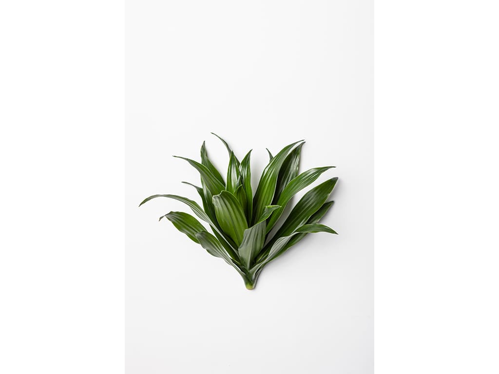 Dracaena Deremensis Janet Craig Compacta