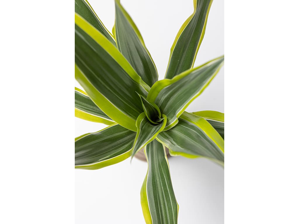 Dracaena Deremensis Lemon Lime
