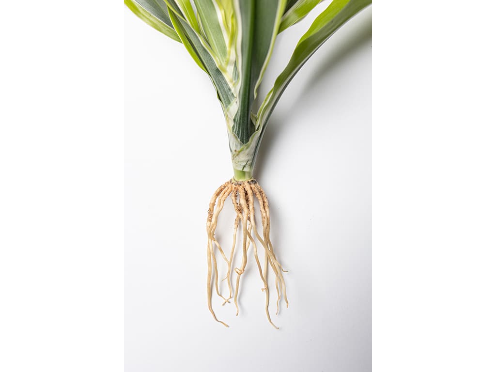 Dracaena Deremensis Lemon Lime