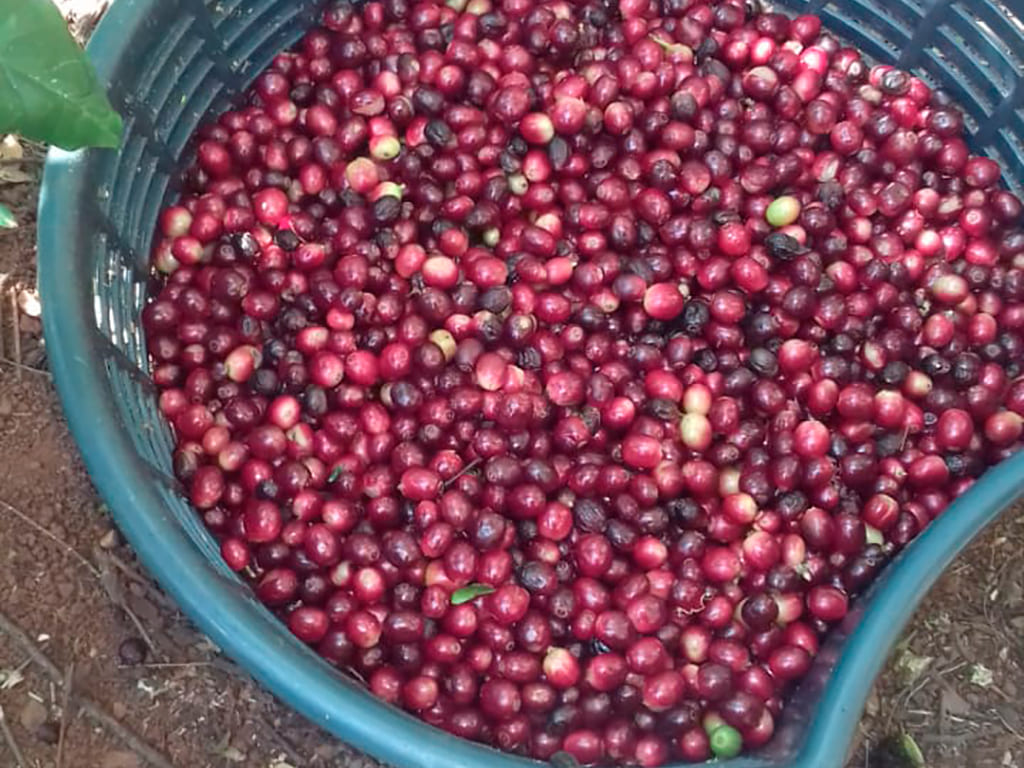 Diria Coffe