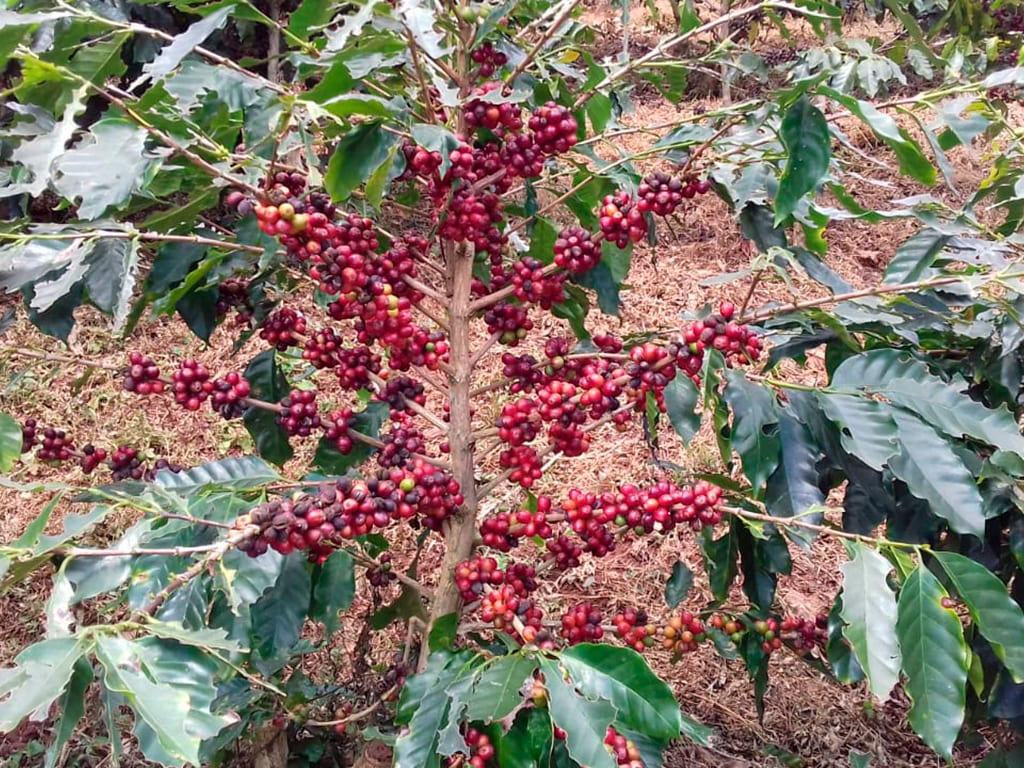 Diria Coffe