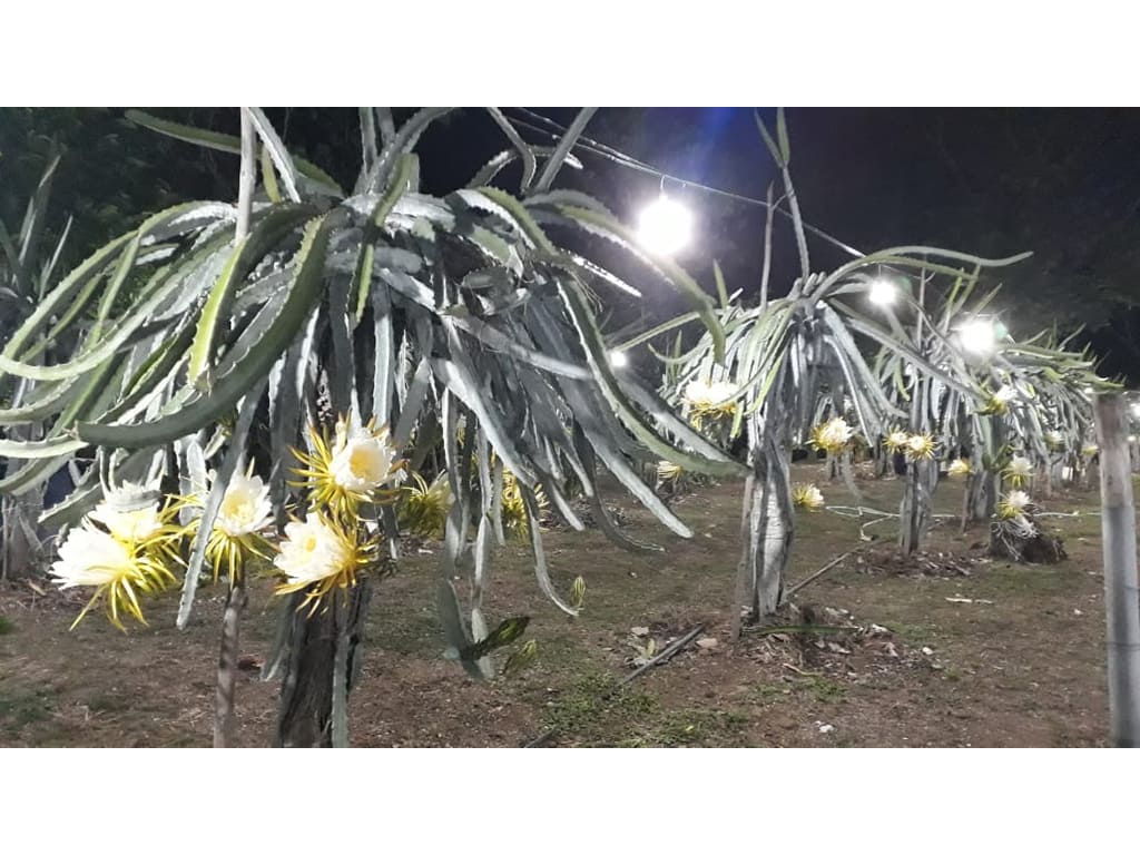 Pitahaya pulpa roja