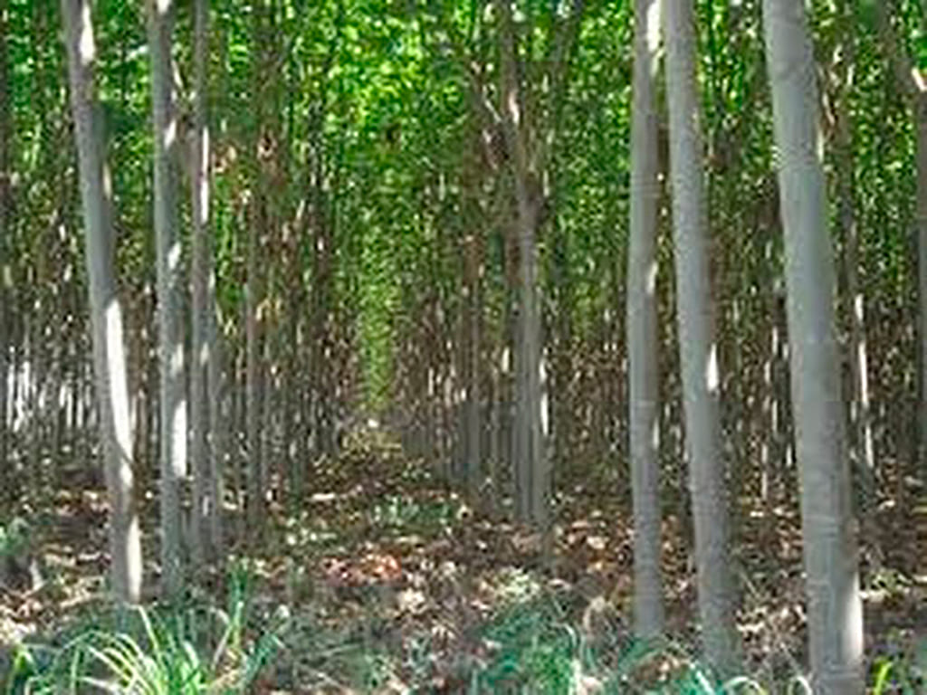 Ochroma pyramidale (balsa, balso)
