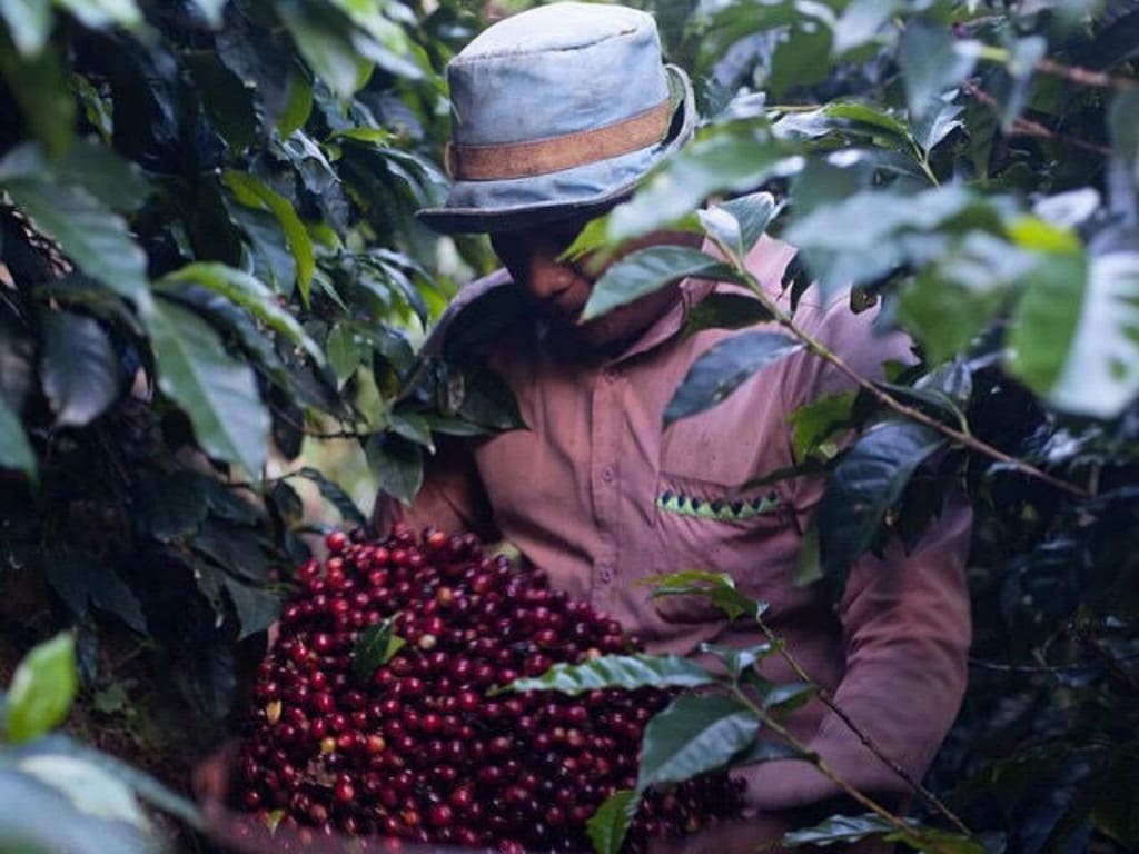 Café verde Don Elí
