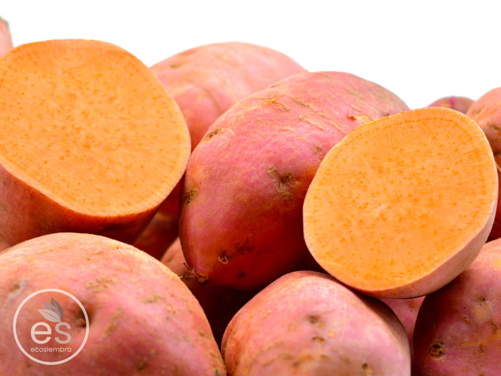CAMOTE / BONIATO NARANJA