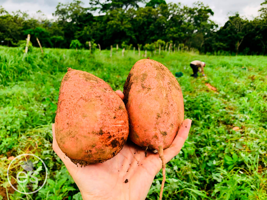 CAMOTE / BONIATO NARANJA