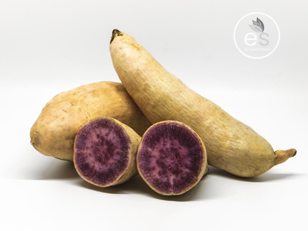 CAMOTE MORADO