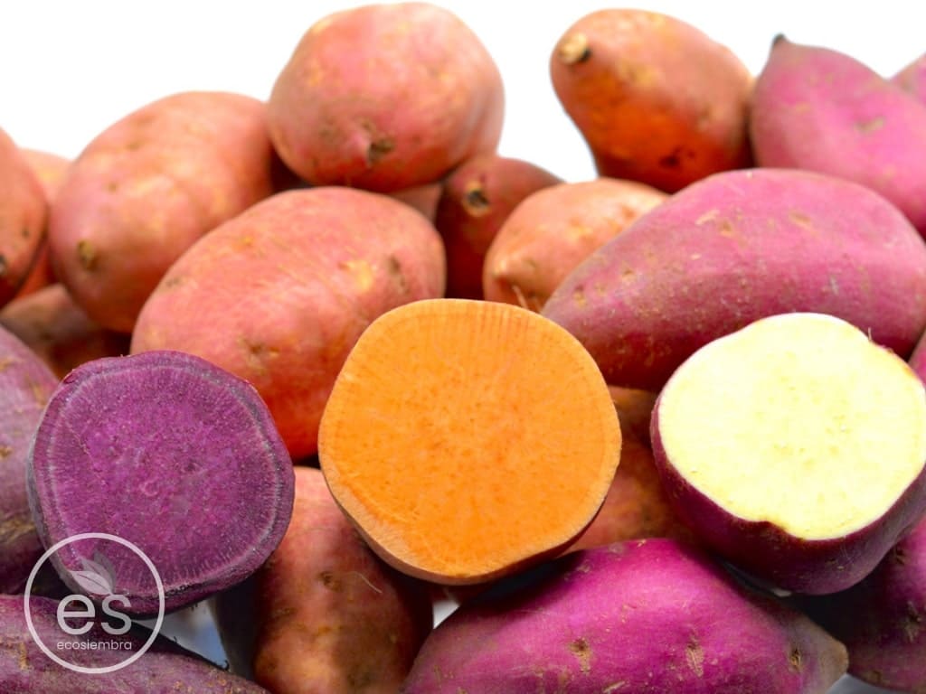 CAMOTE MORADO