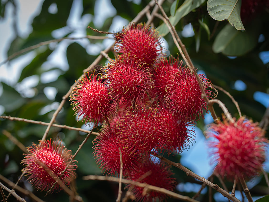 Rambután (Mamón Chino)