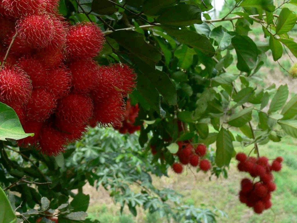 Rambután (Mamón Chino)