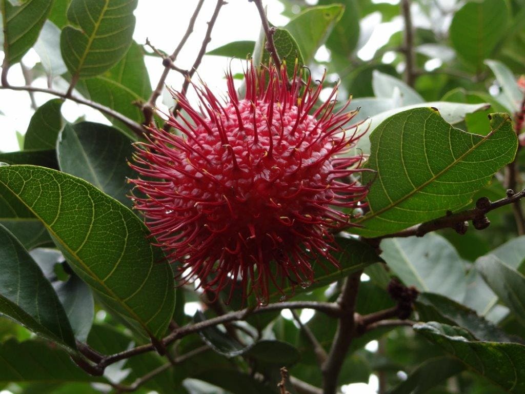 Rambután (Mamón Chino)